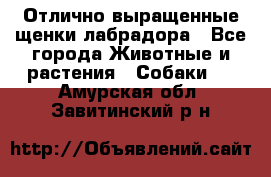 Отлично выращенные щенки лабрадора - Все города Животные и растения » Собаки   . Амурская обл.,Завитинский р-н